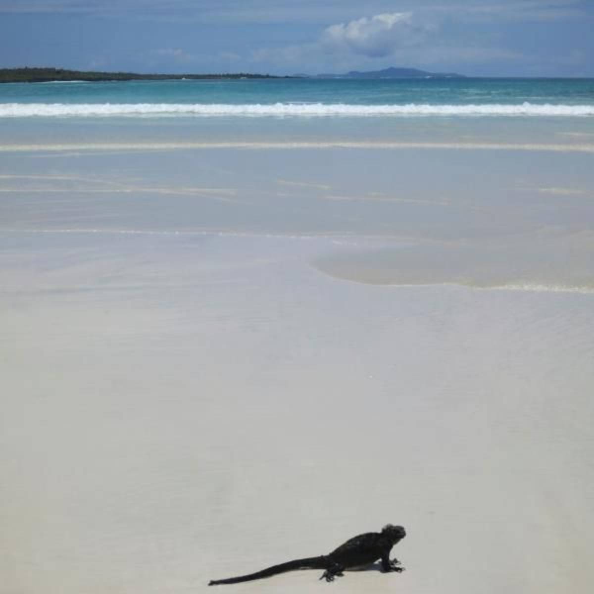 iguana on beach