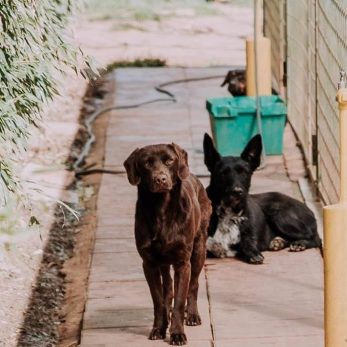 Dogs at animal shelter