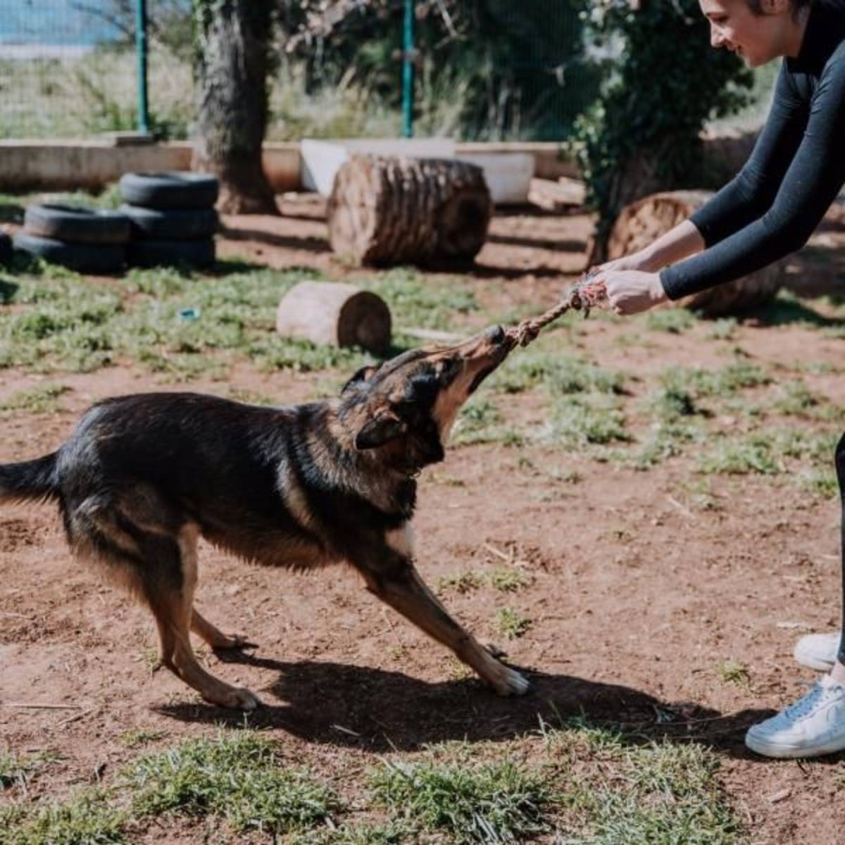 Volunteer playing with dog at animal shelter