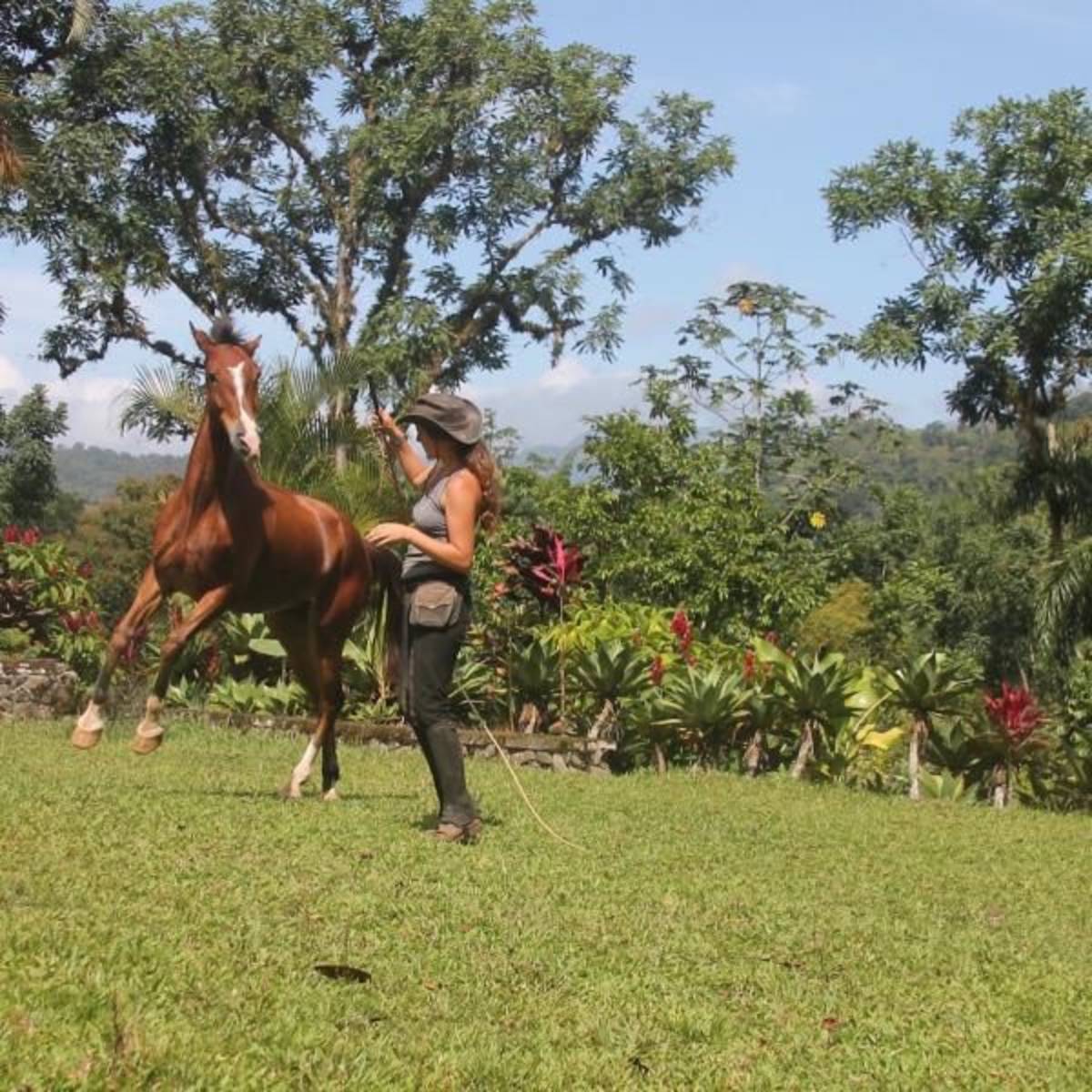 Volunteer in Horse Conservation