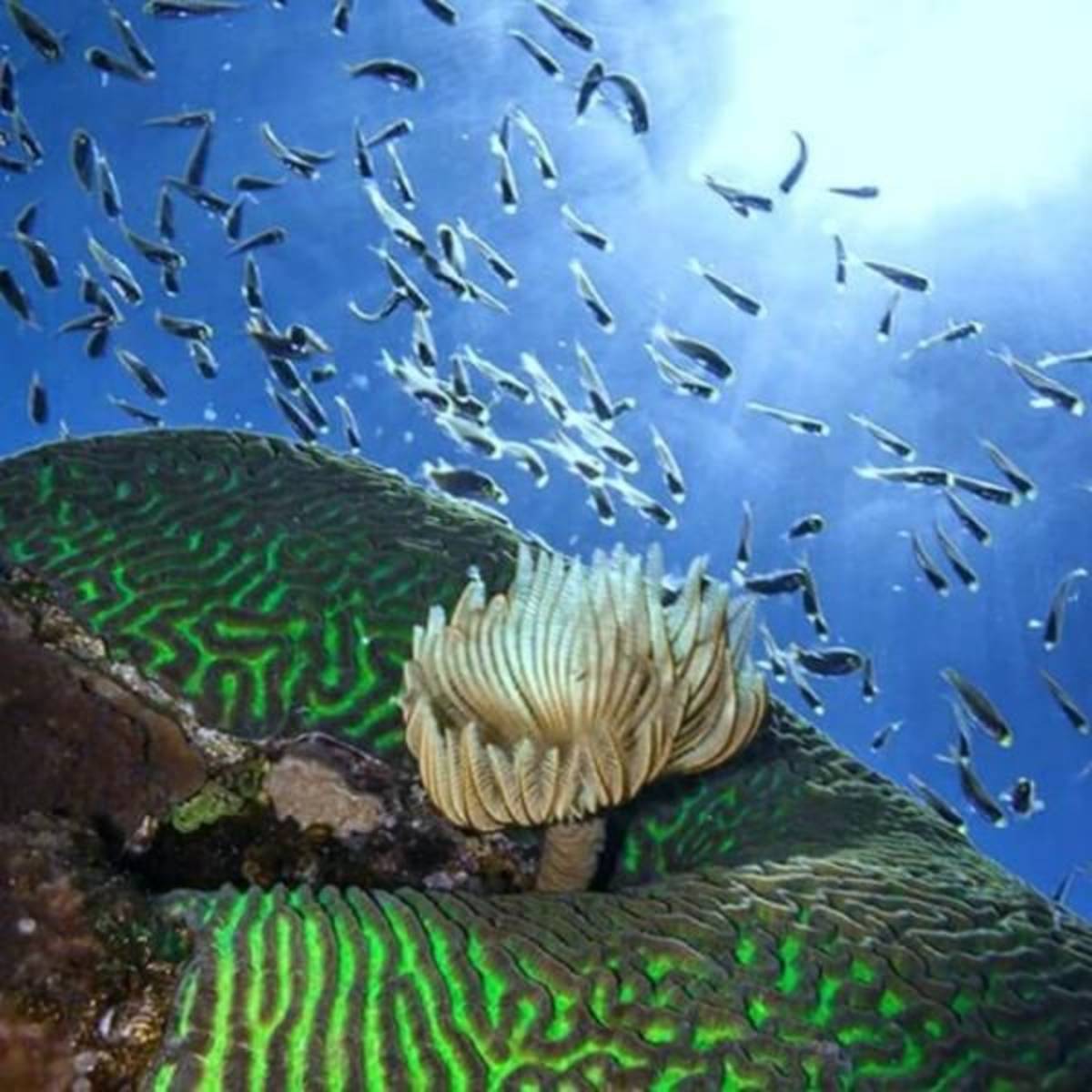 GoEco Israel - Coral Reef Conservation