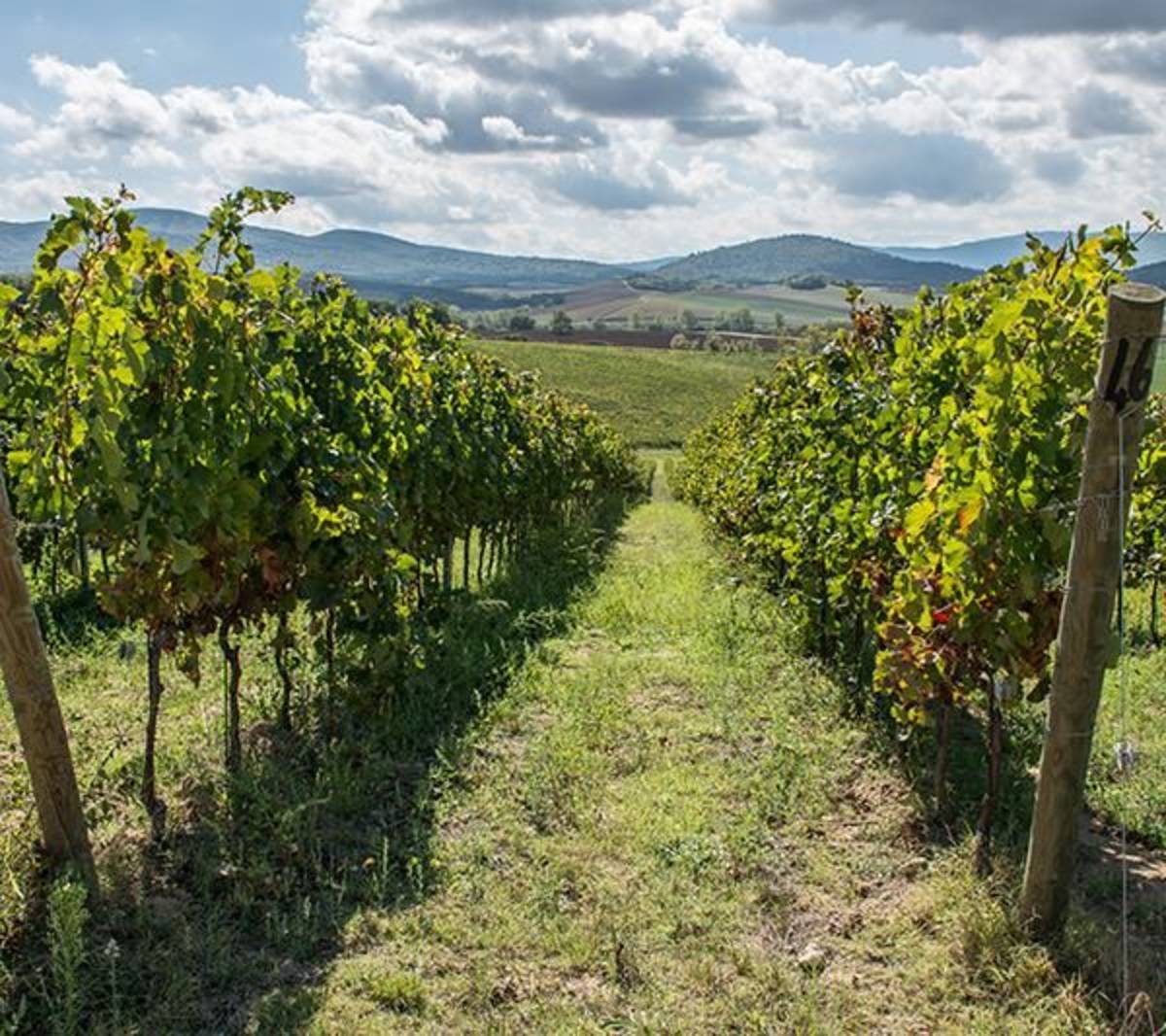 Vineyard in Siena, Italy