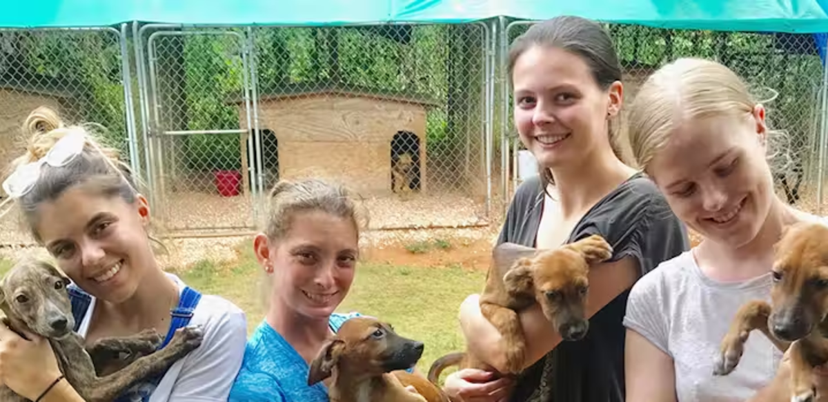IVHQ Volunteers Playing with Shelter Dogs