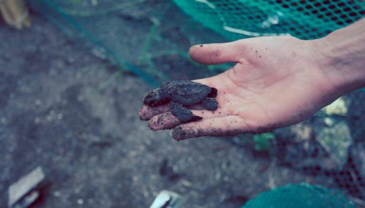 Volunteer in Turtle Conservation with IVHQ in Costa Rica