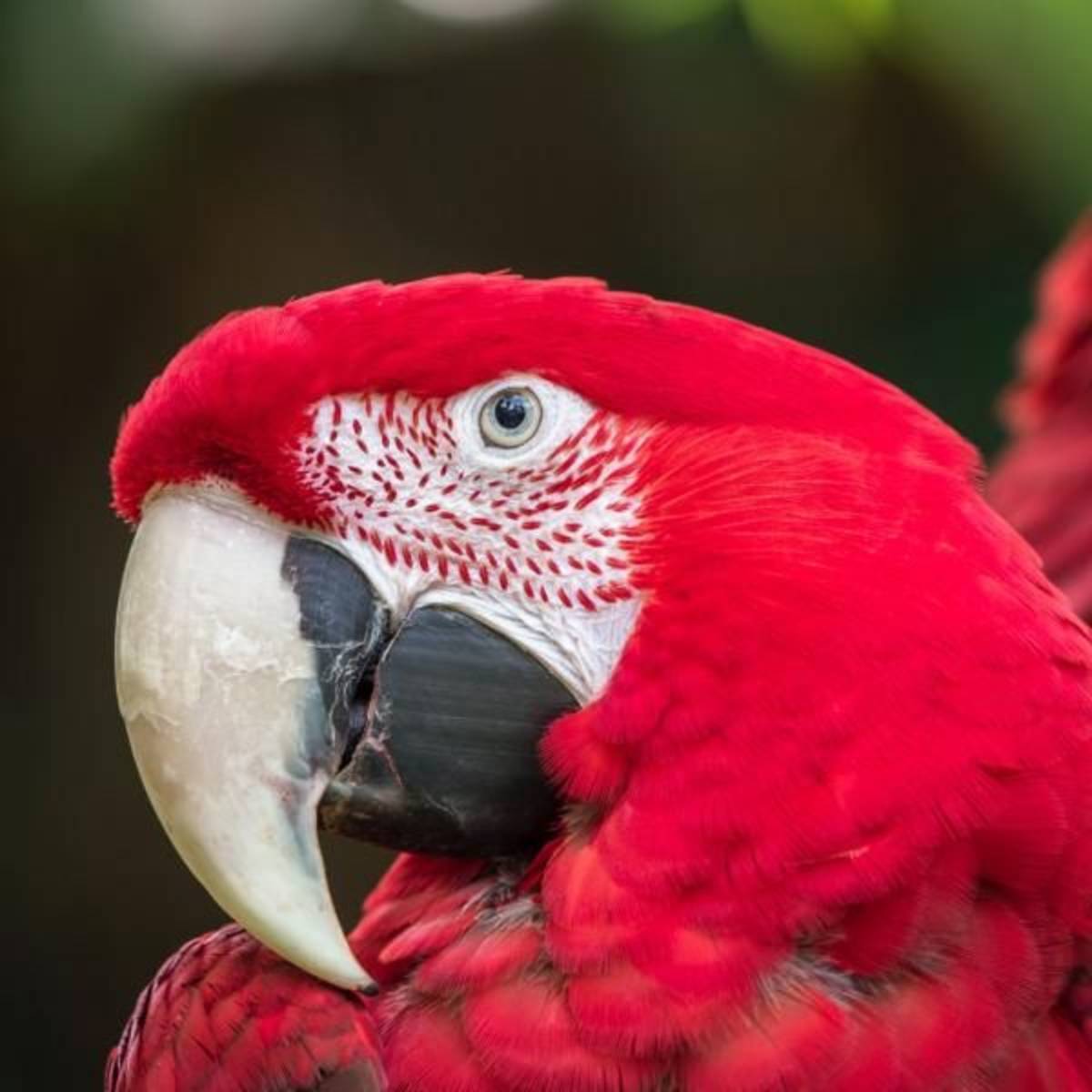Avian Conservation Internship