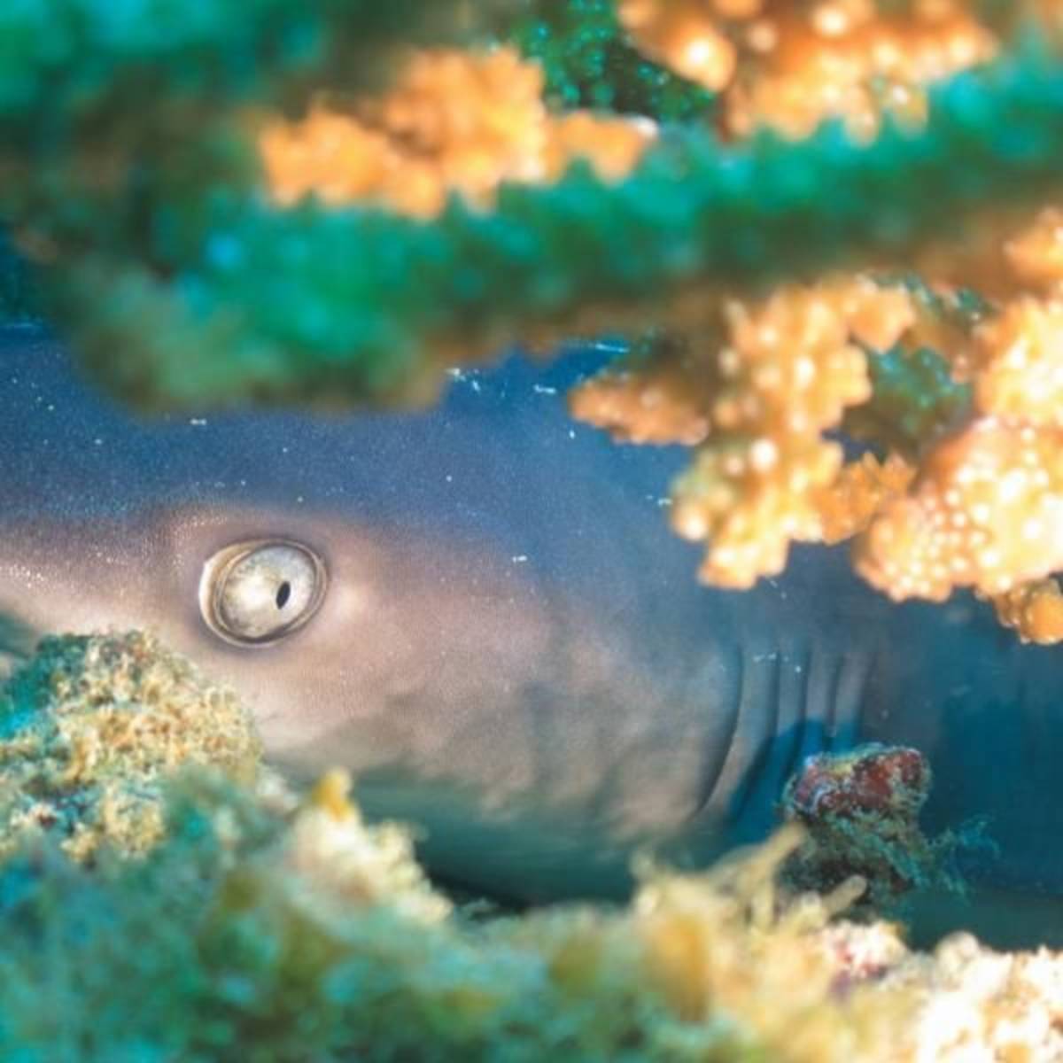 Volunteer in Marine Conservation