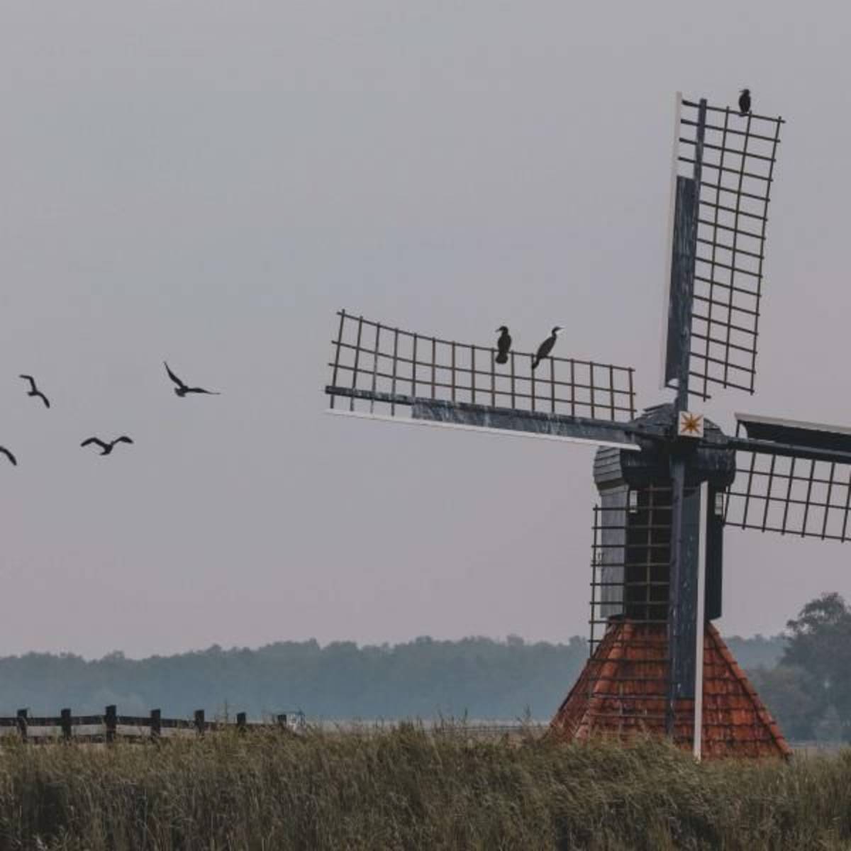Netherland Interns