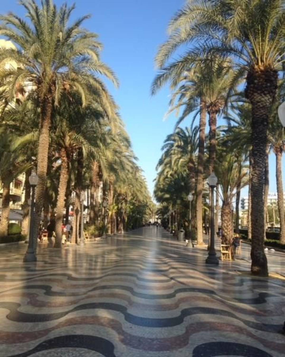 Alicante palm trees
