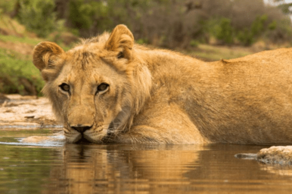 Lion wading in water