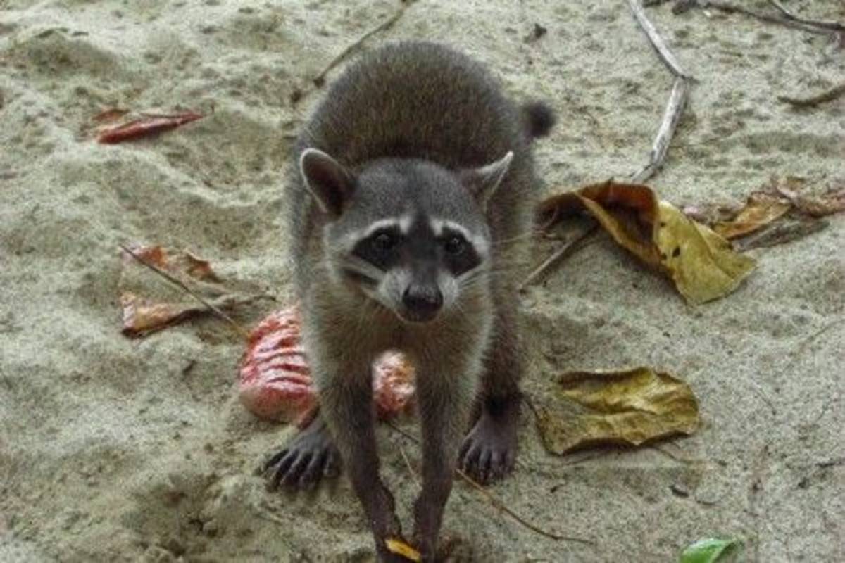 Racoon