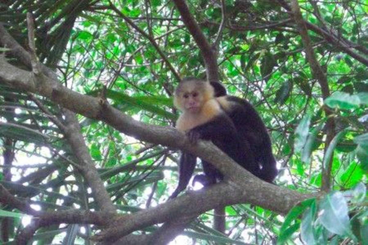 Monkey