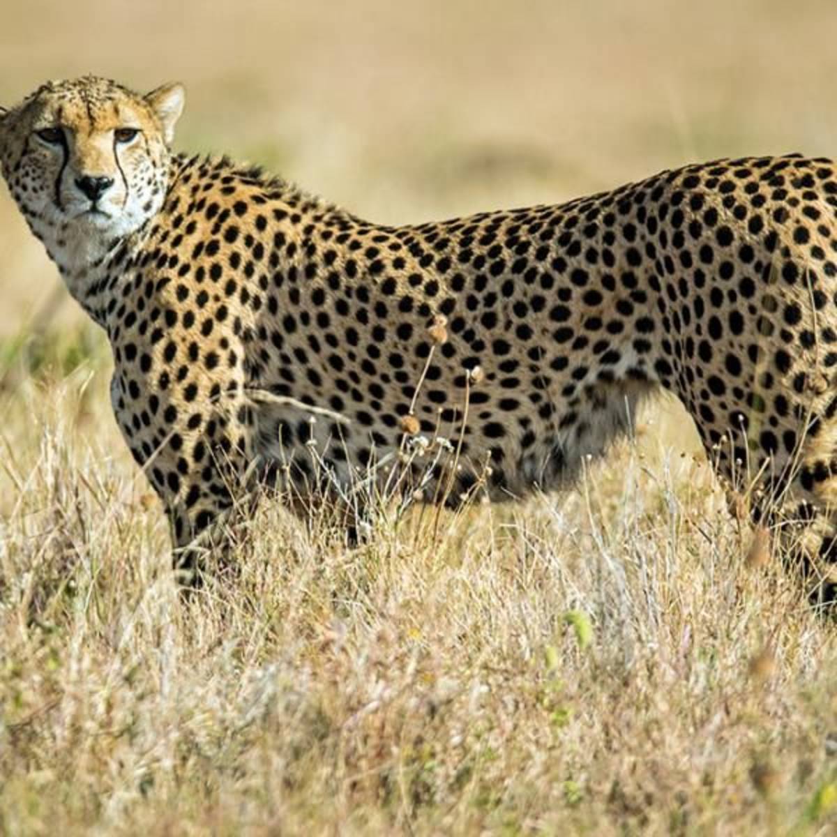 Kenya Global Prep