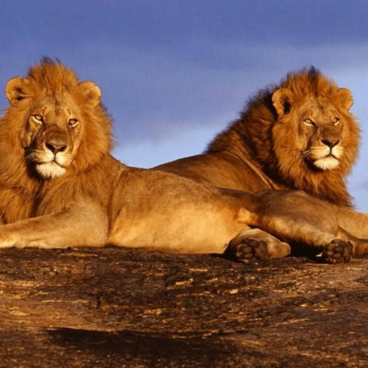 GoEco Kenya - Maasai Mara Lion and Wildlife Conservation
