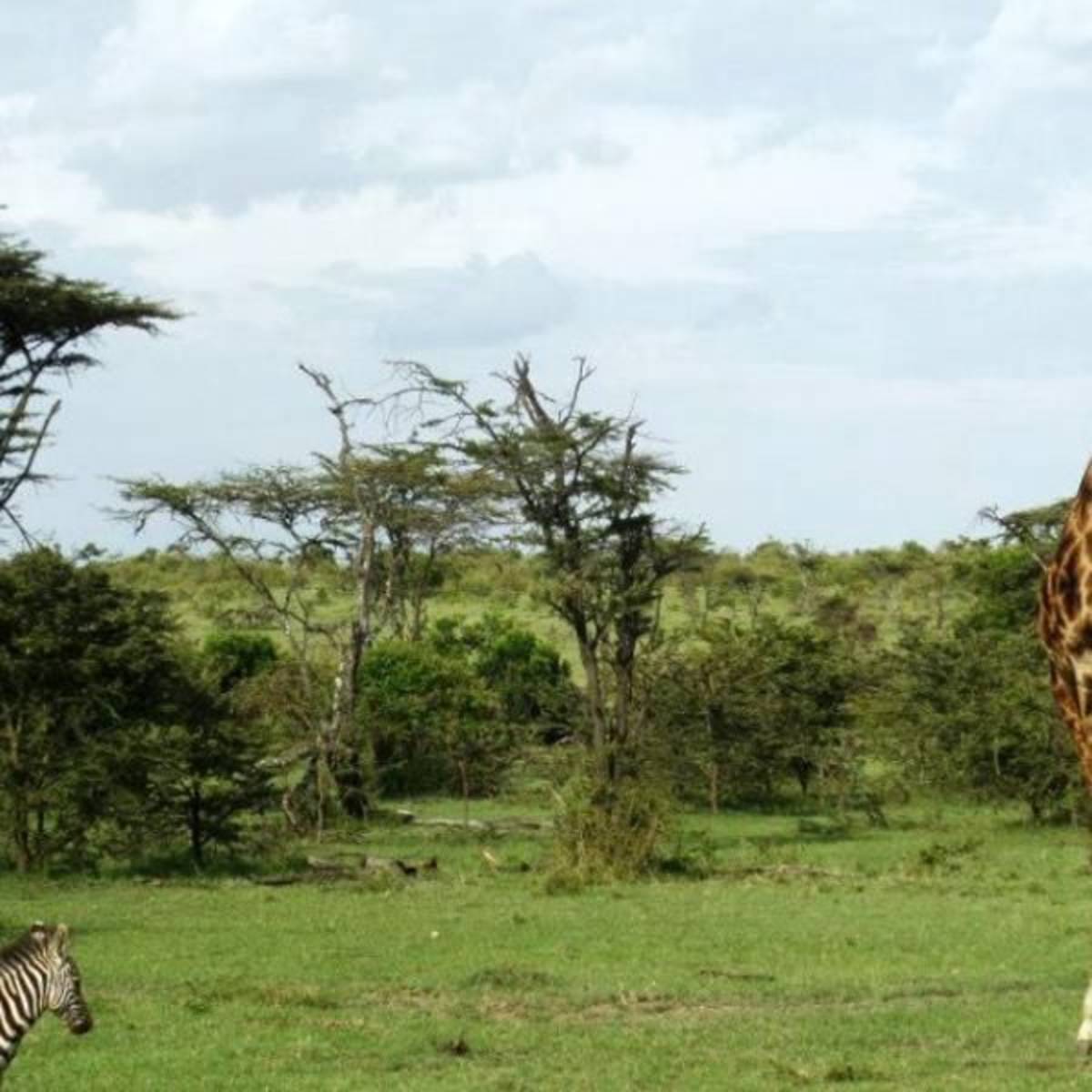 GoEco Kenya - Maasai Mara Lion and Wildlife Conservation