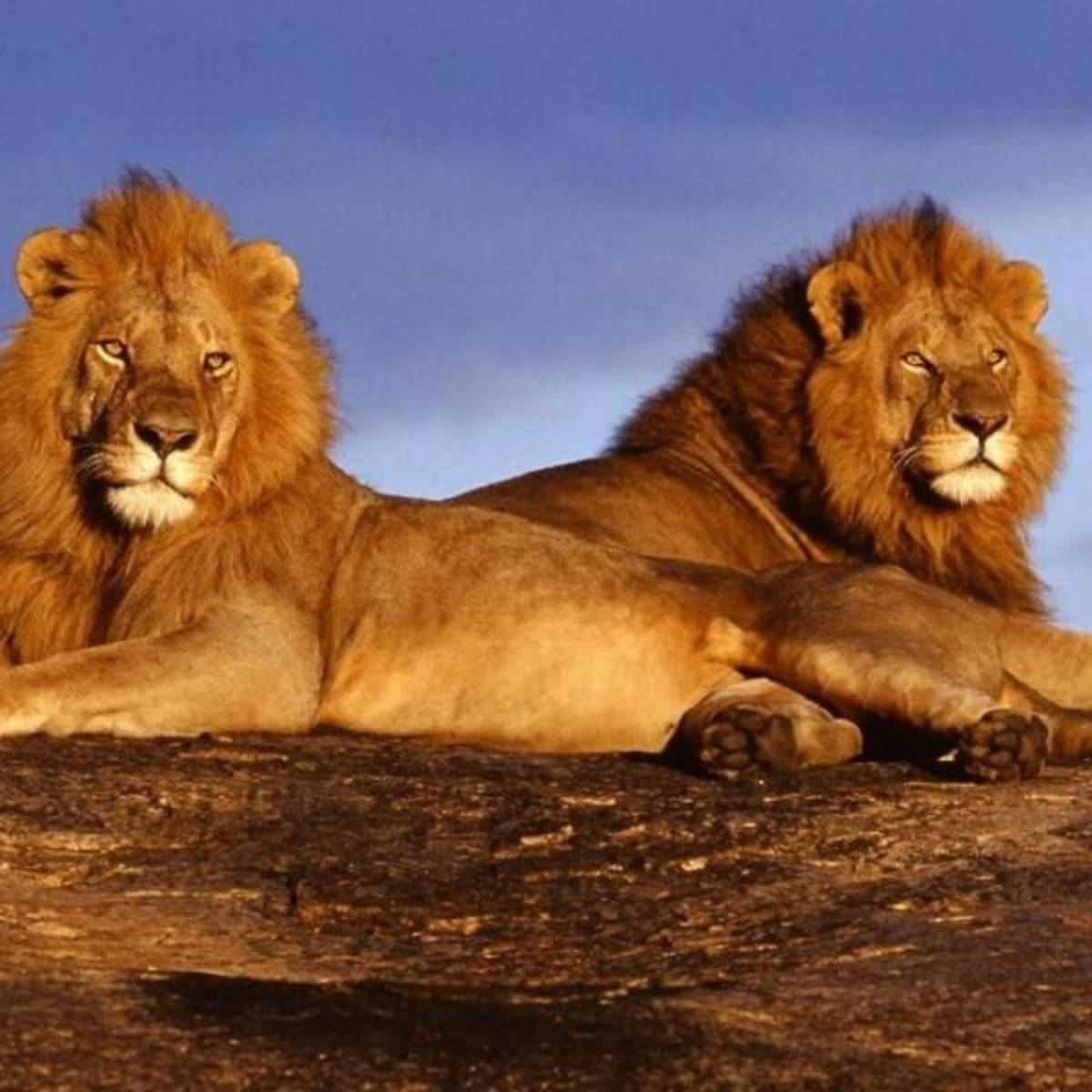 Kenya Maasai Lion and Elephant Conservation