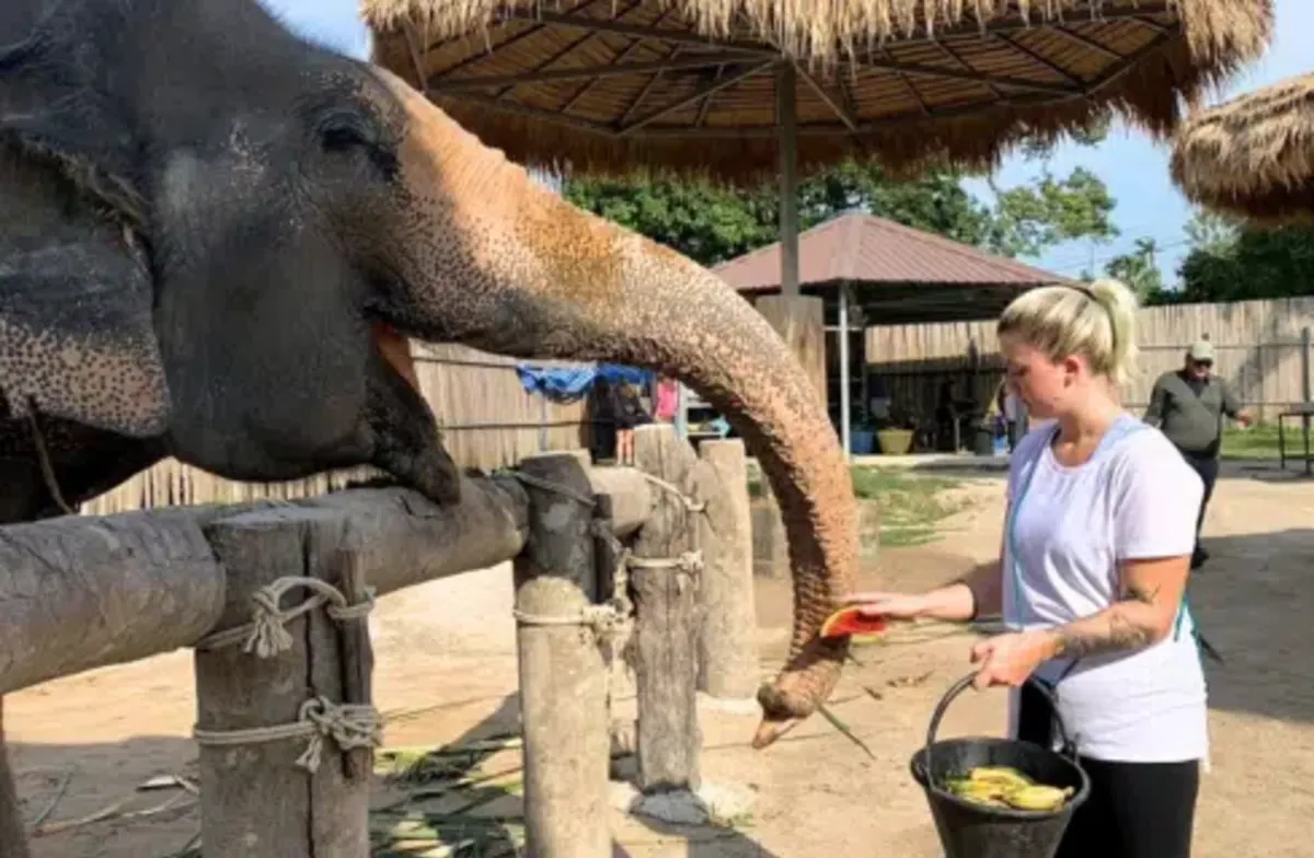 Koh Samui Elephant Care Volunteering