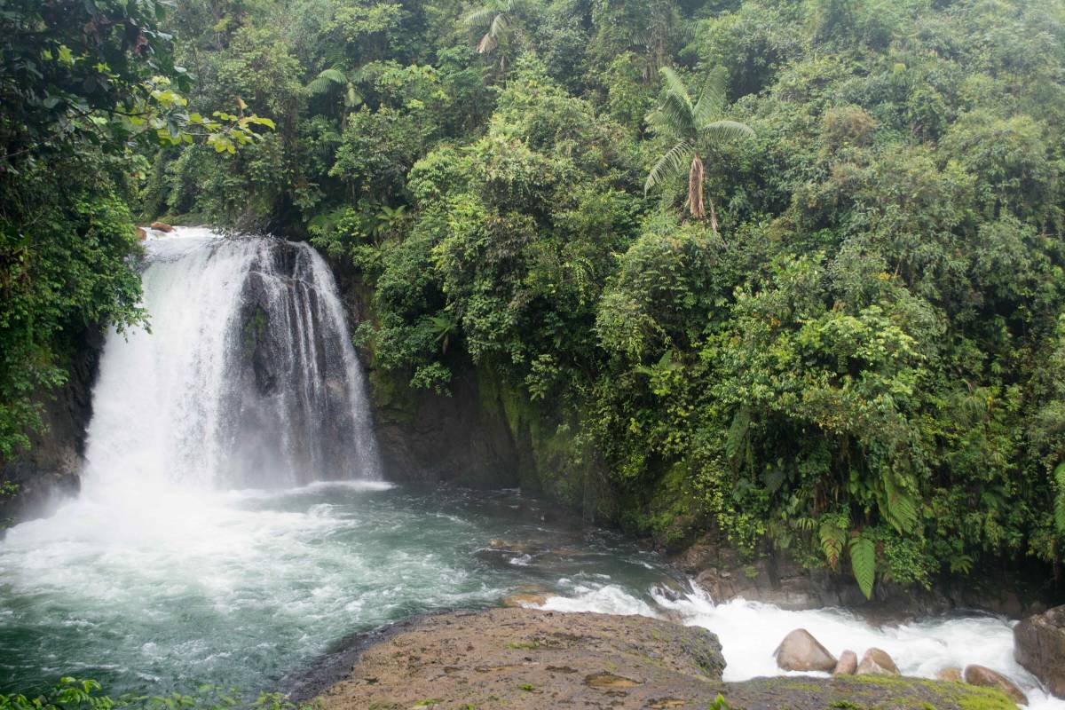 Landscape shot of waterfall and rainforest.