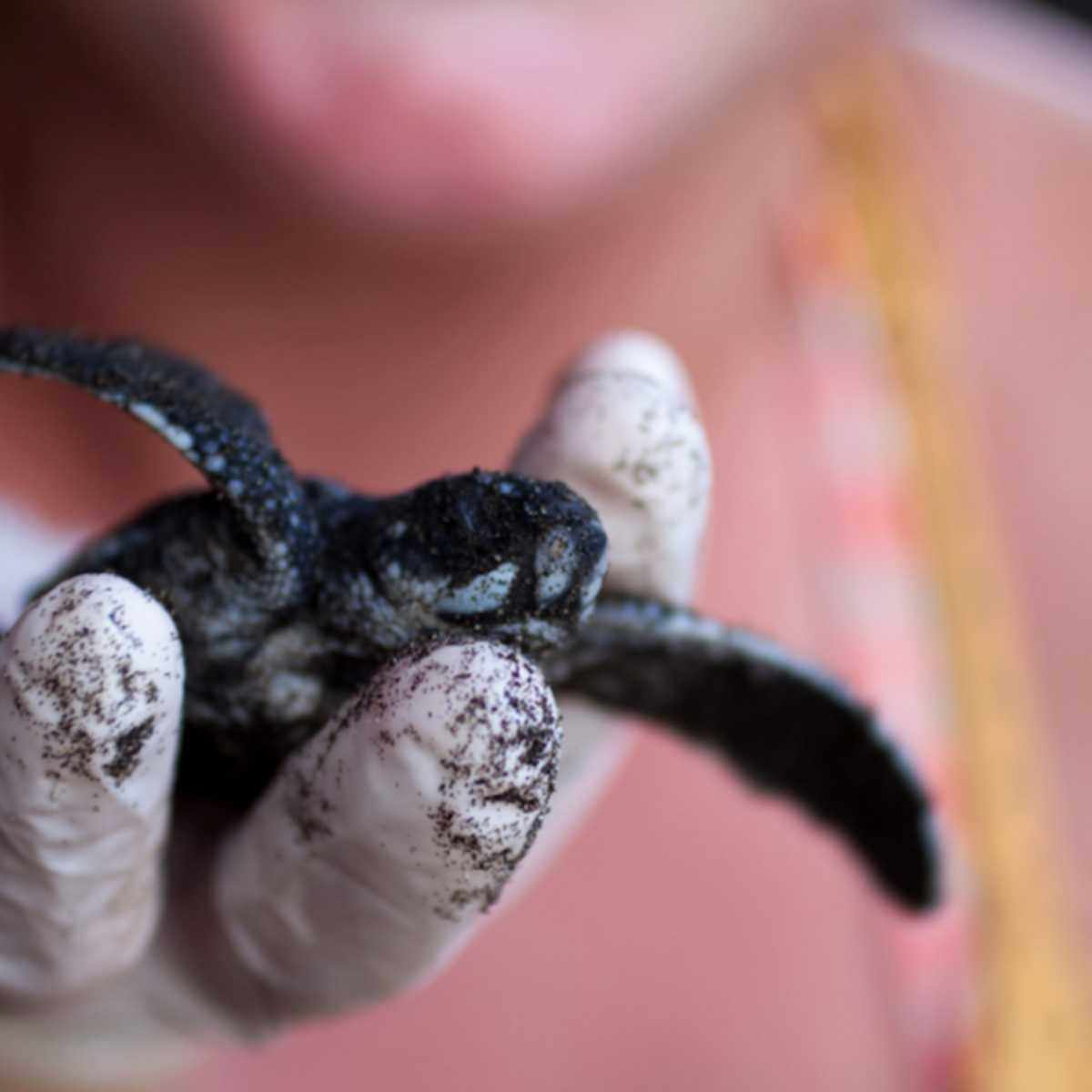 Volunteer in Sea Turtle Conservation