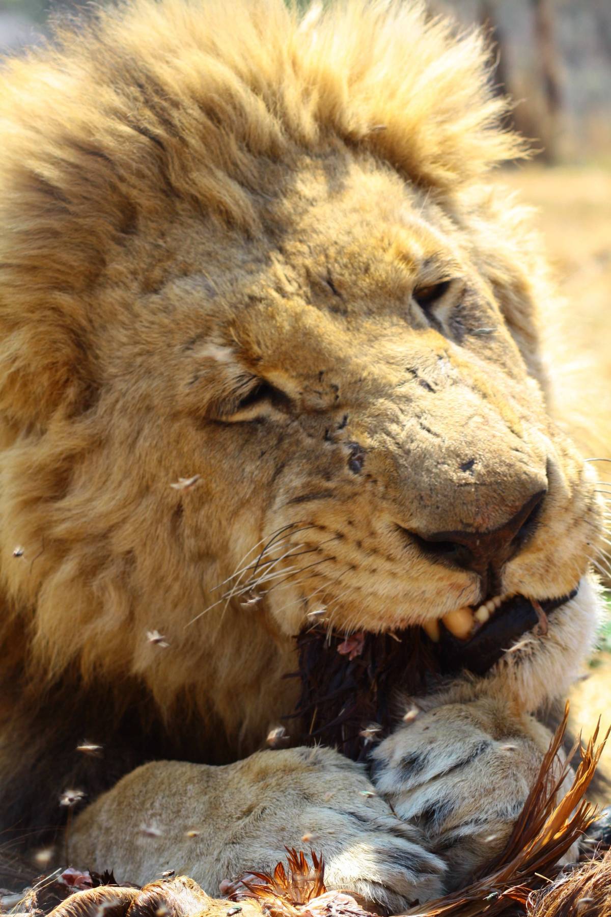 Lion eating meat