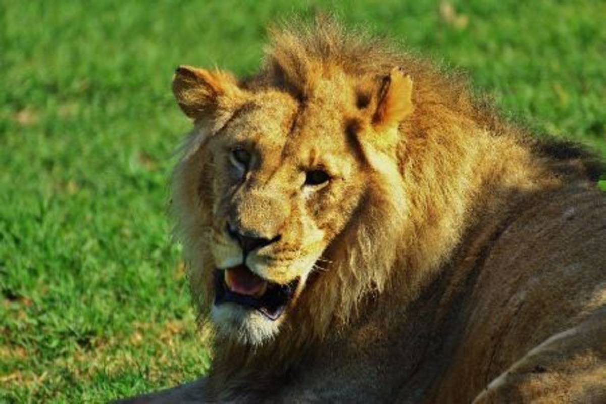 lion sitting down