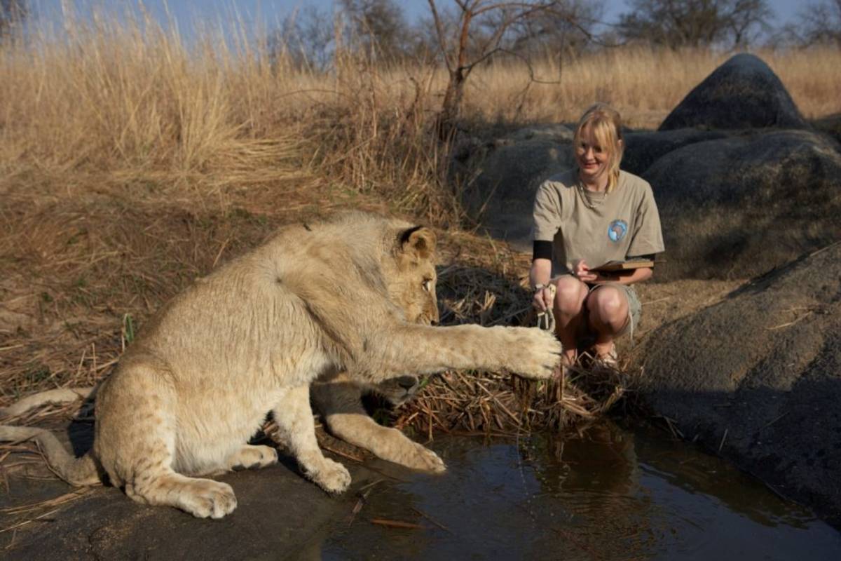 Lion program