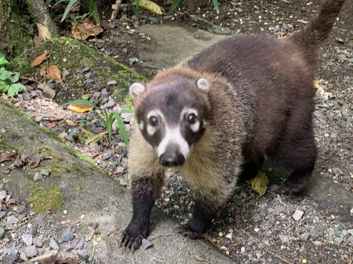 Local creature in Monteverde