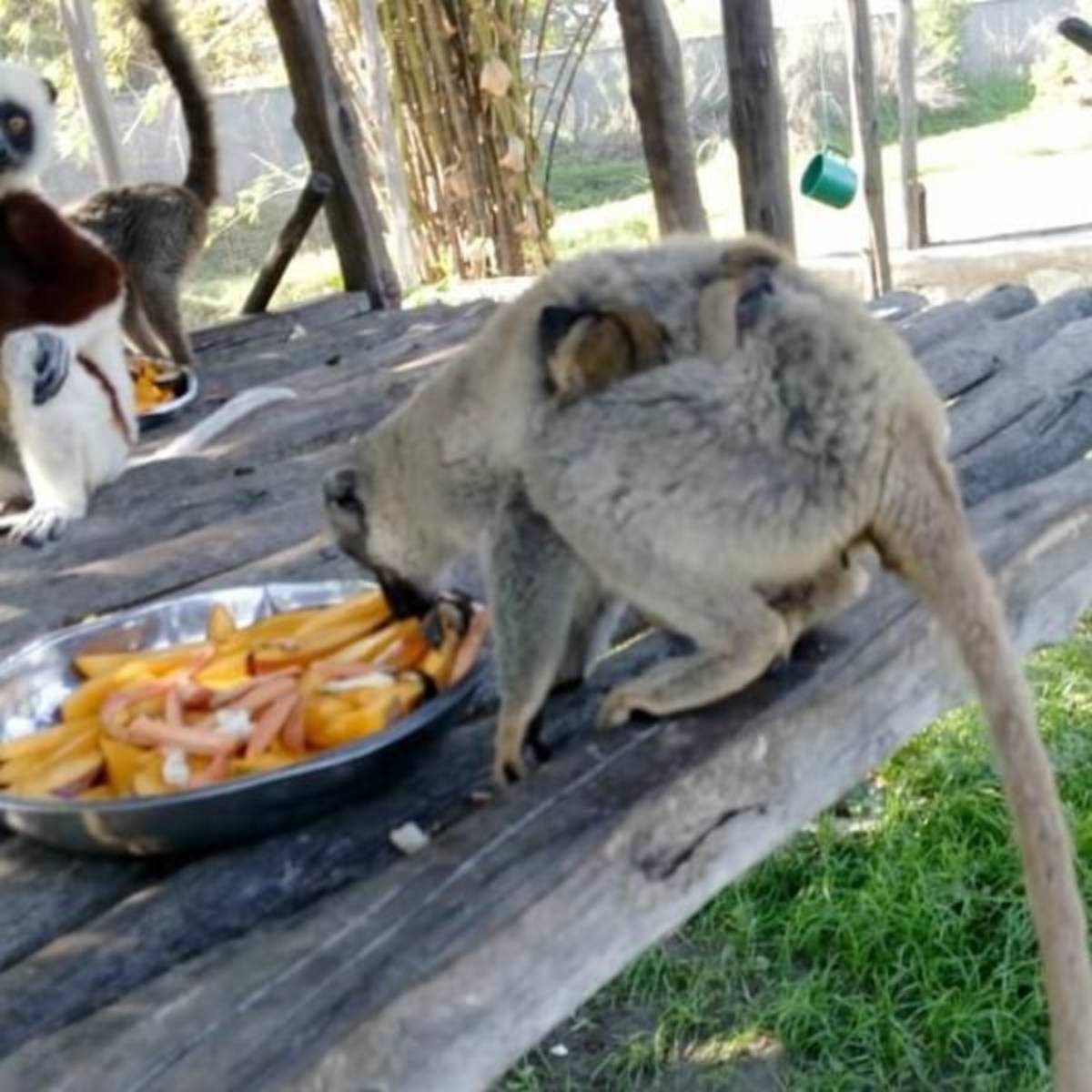 GoEco Madagascar - Lemur Conservation