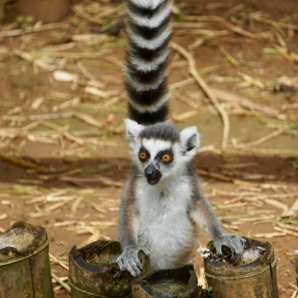 GoEco Madagascar - Lemur Conservation