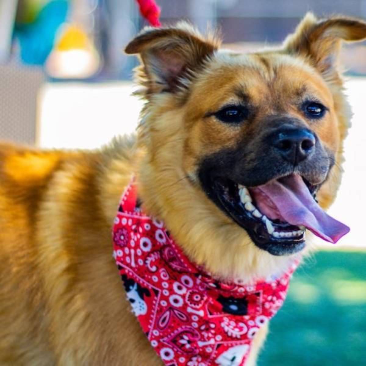 Animal Care Internship