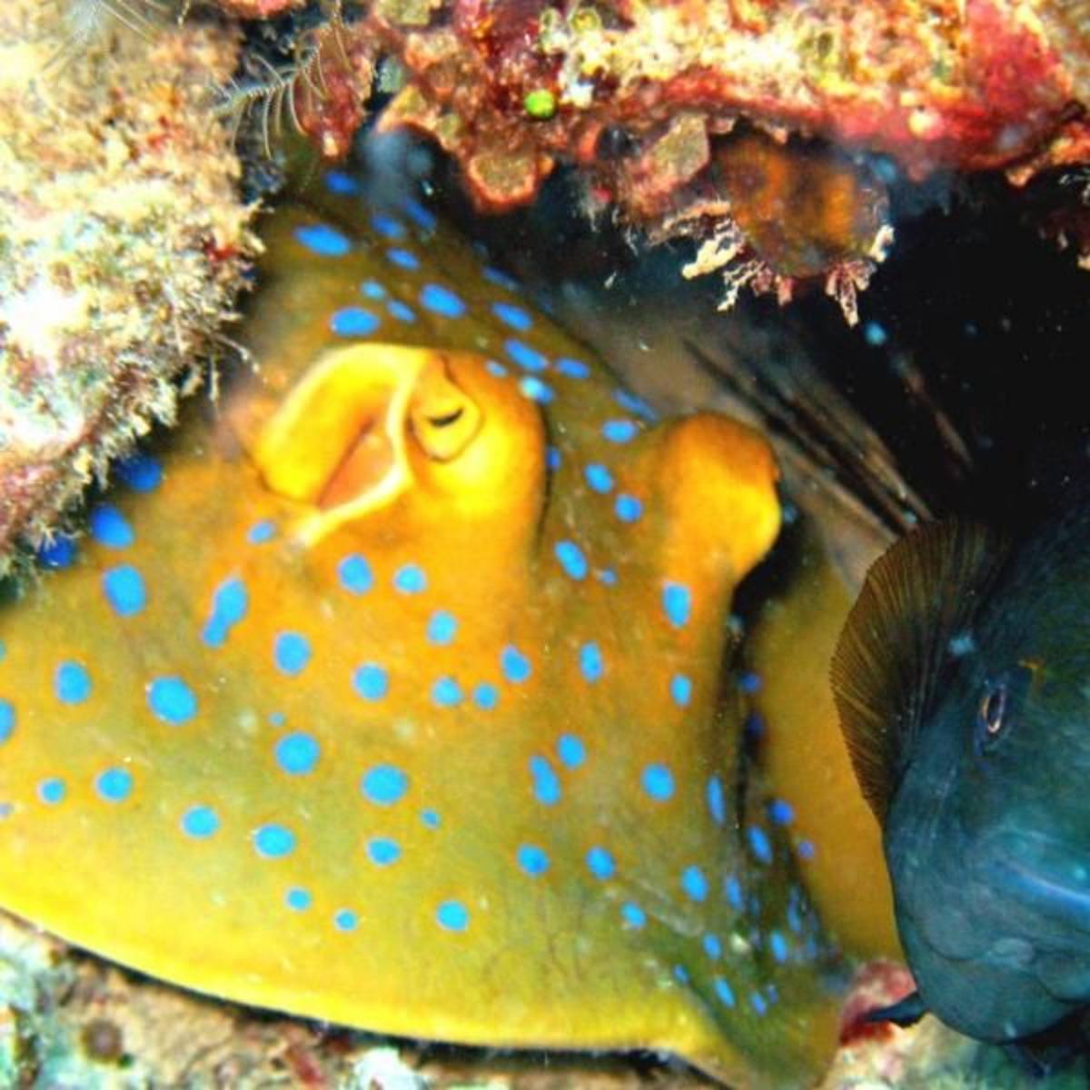 Perhentian Islands Coral Reef and Seagrass Conservation