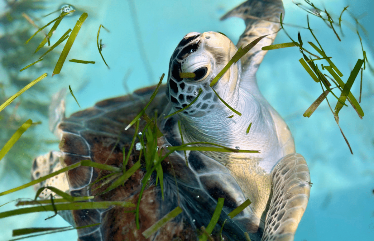 Maldives – Sea Turtle & Marine Conservation for Teenagers