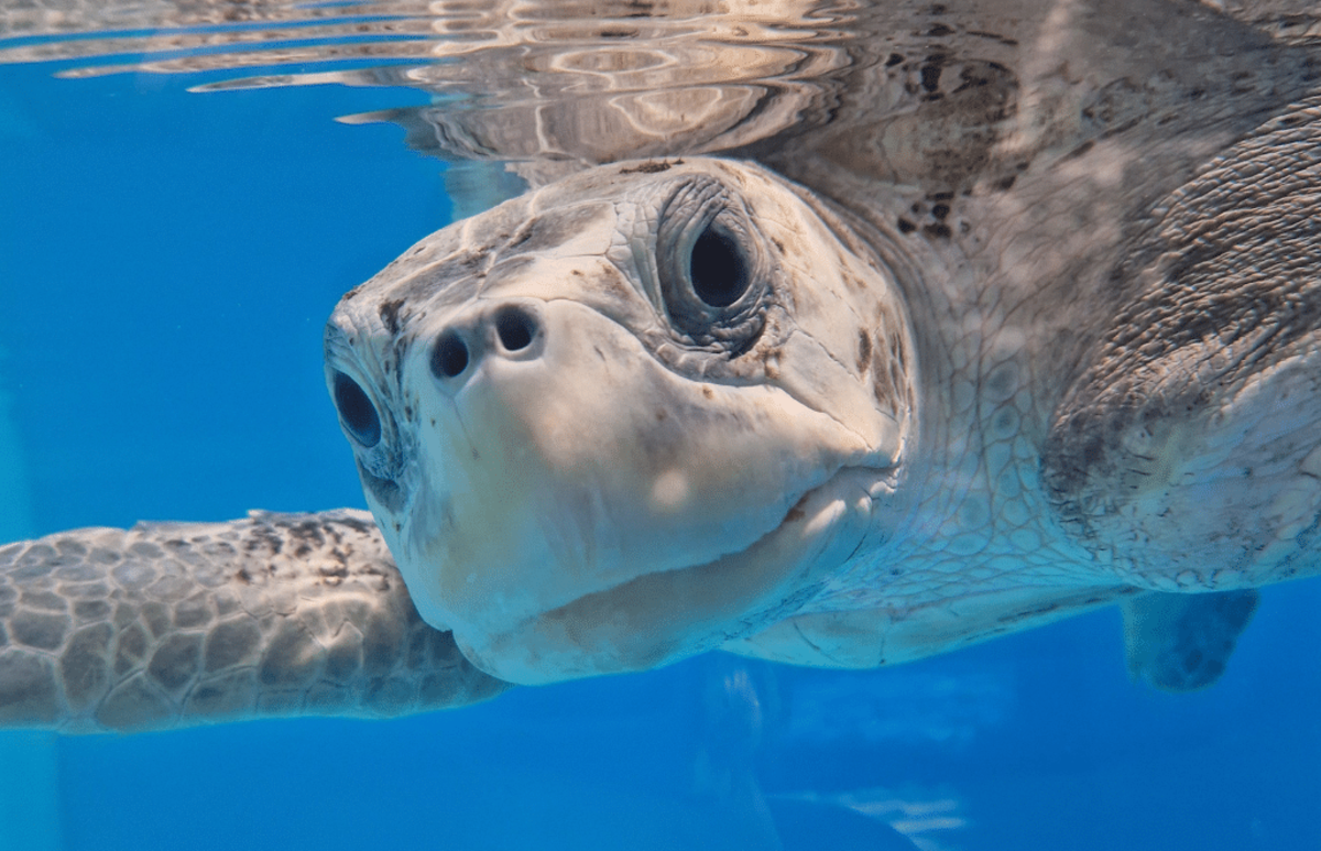 Maldives – Sea Turtle & Marine Conservation for Teenagers