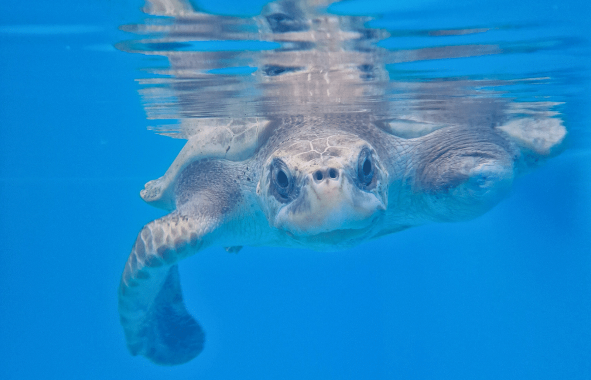 Maldives – Sea Turtle & Marine Conservation for Teenagers