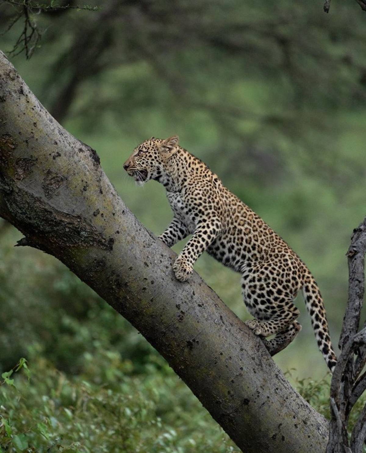 leopard cimbing a tree
