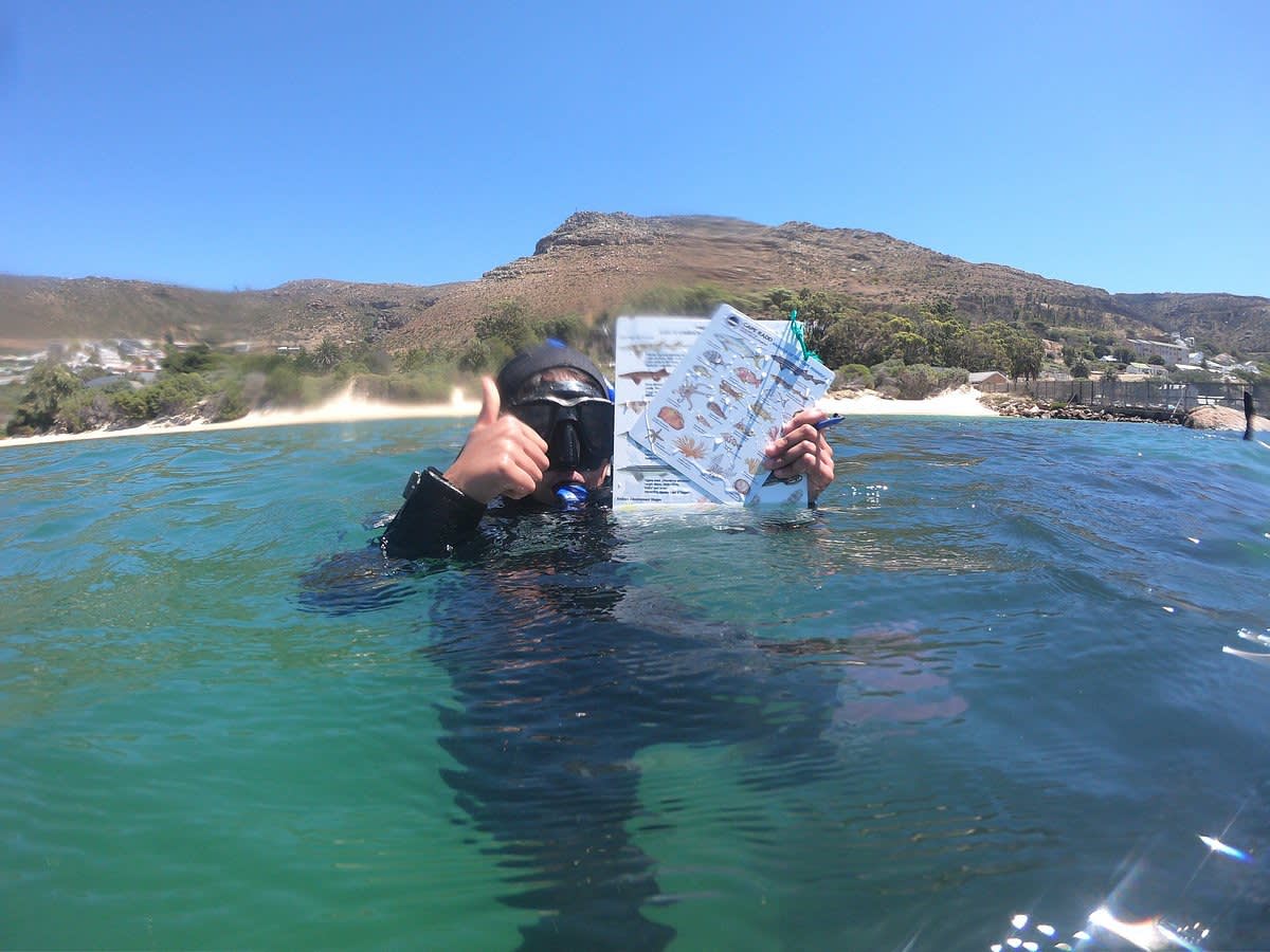 Marine Conservation Volunteer in Cape Town, South Africa