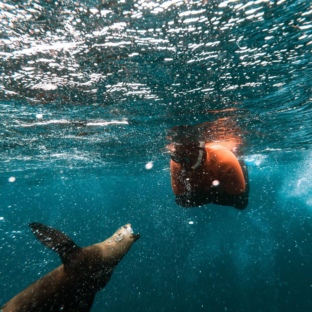 Marine Conservation Volunteer monitoring under the waters