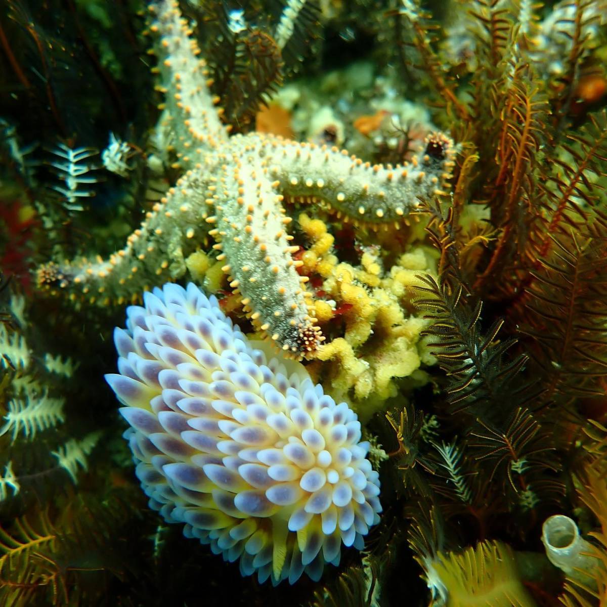 Marine Conservation Volunteer Program