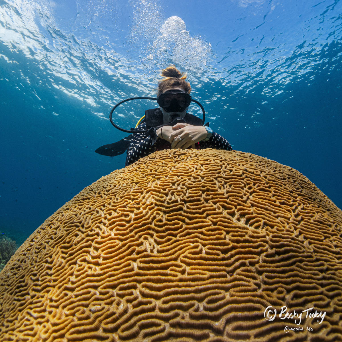 Marine Research Assistant Internship in the Philippines