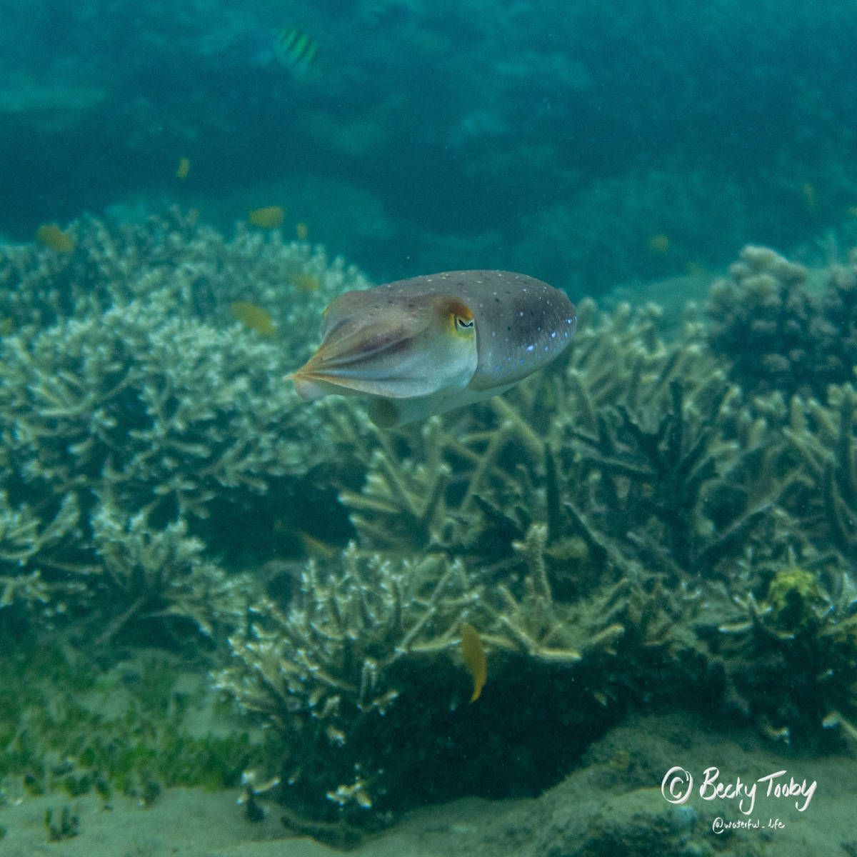Marine Research Assistant Internship in the Philippines