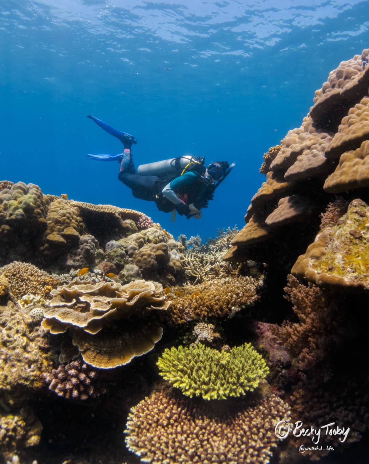 Marine Research Assistant Internship in the Philippines