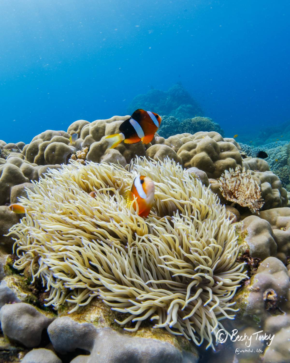 Marine Research Assistant Internship in the Philippines