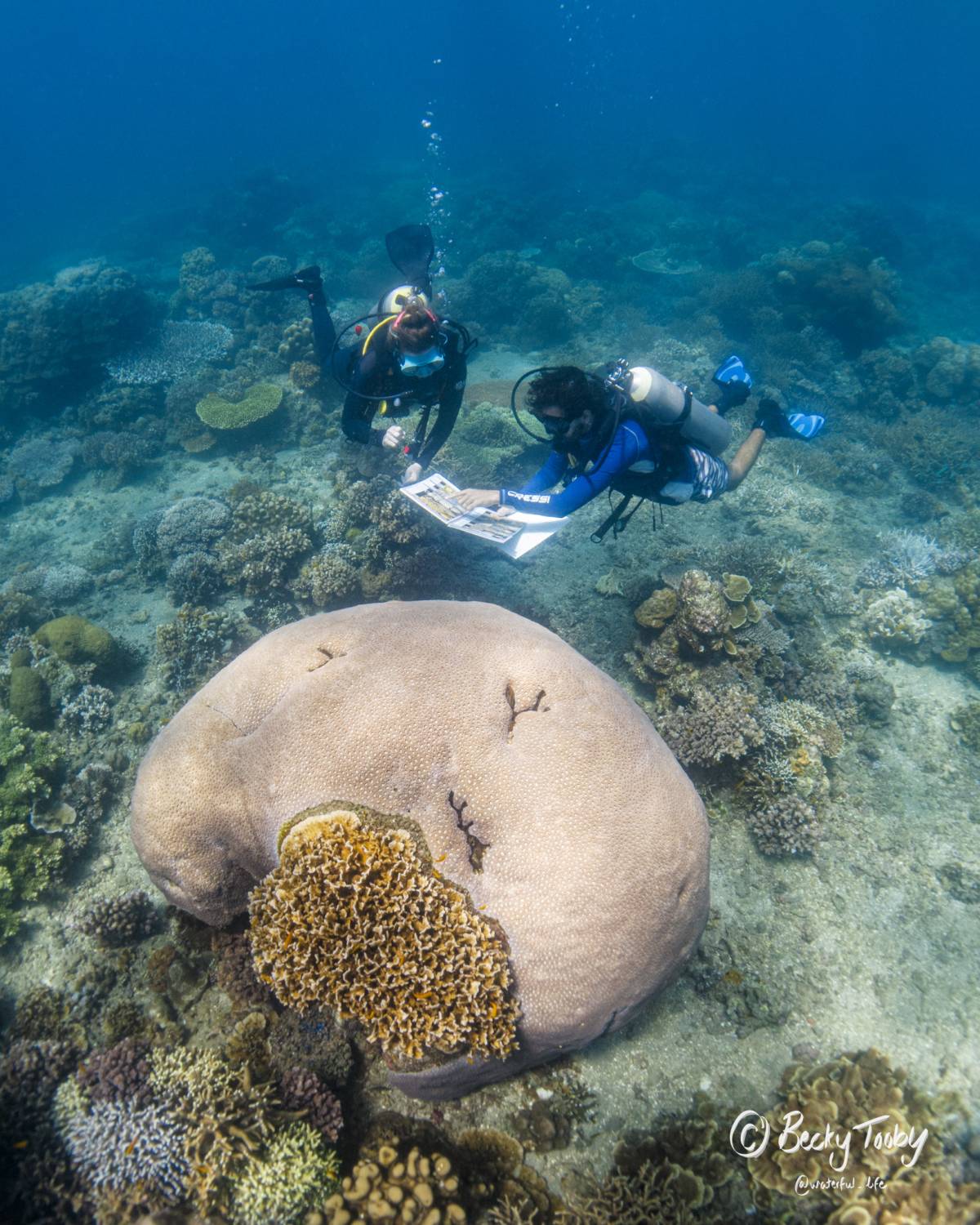 Marine Research Assistant Internship in the Philippines