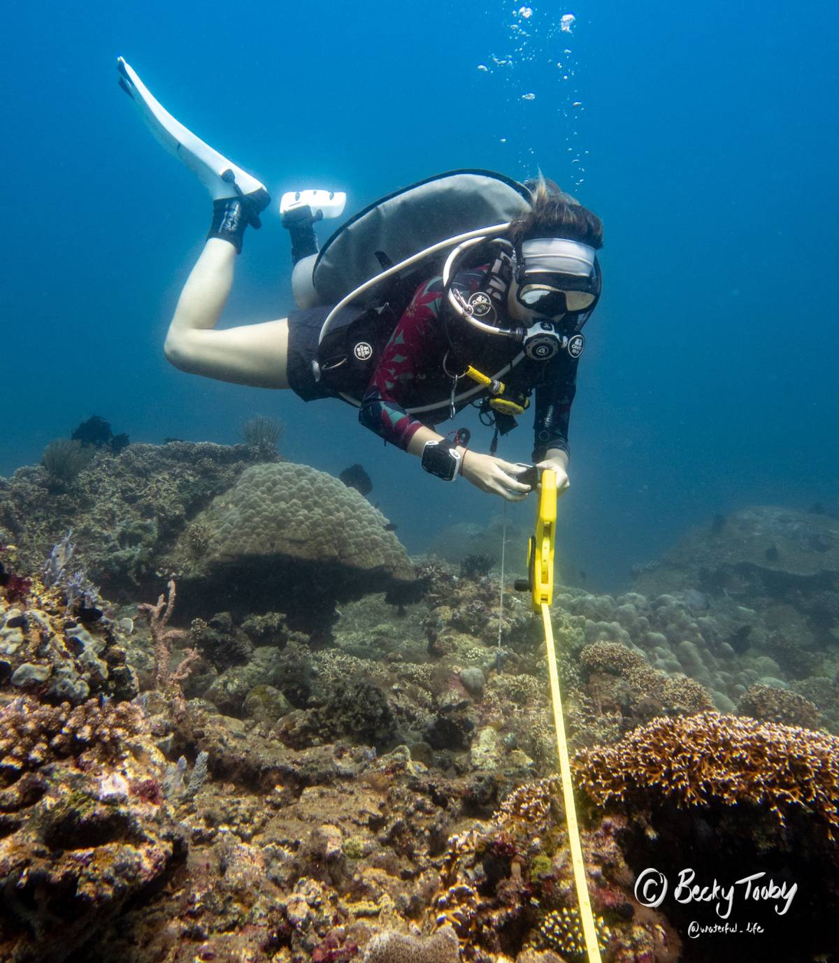 Marine Research Fellow Internship in the Philippines