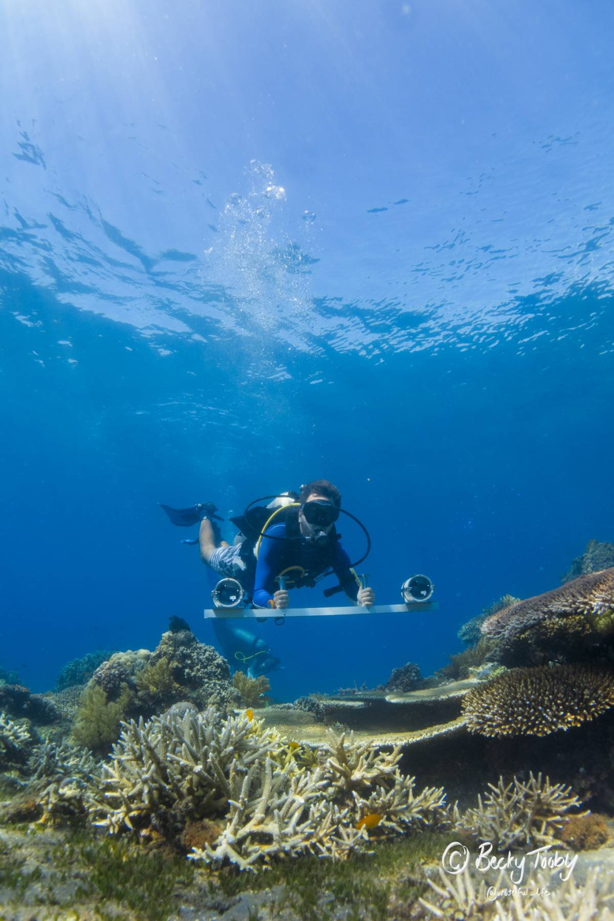 Marine Research Fellow Internship in the Philippines