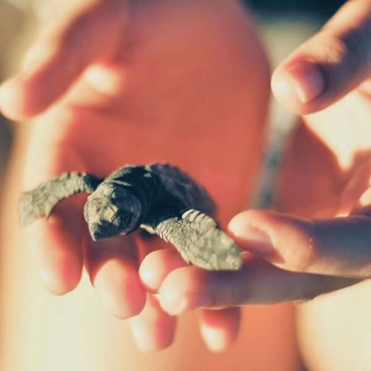 GoEco Mexico - Sea Turtle Conservation and Surfing 101.
