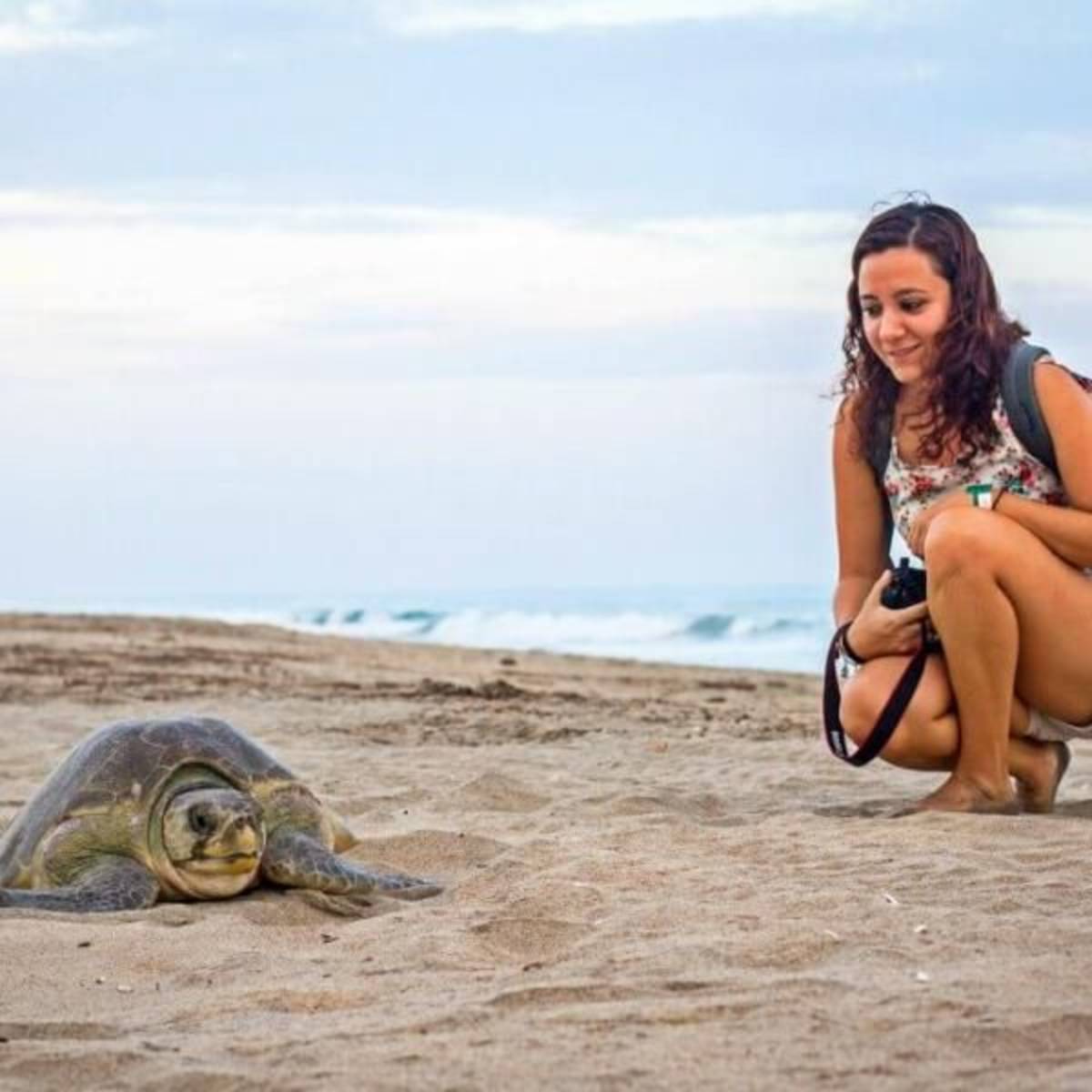 GoEco Mexico - Sea Turtle Conservation and Surfing 101.