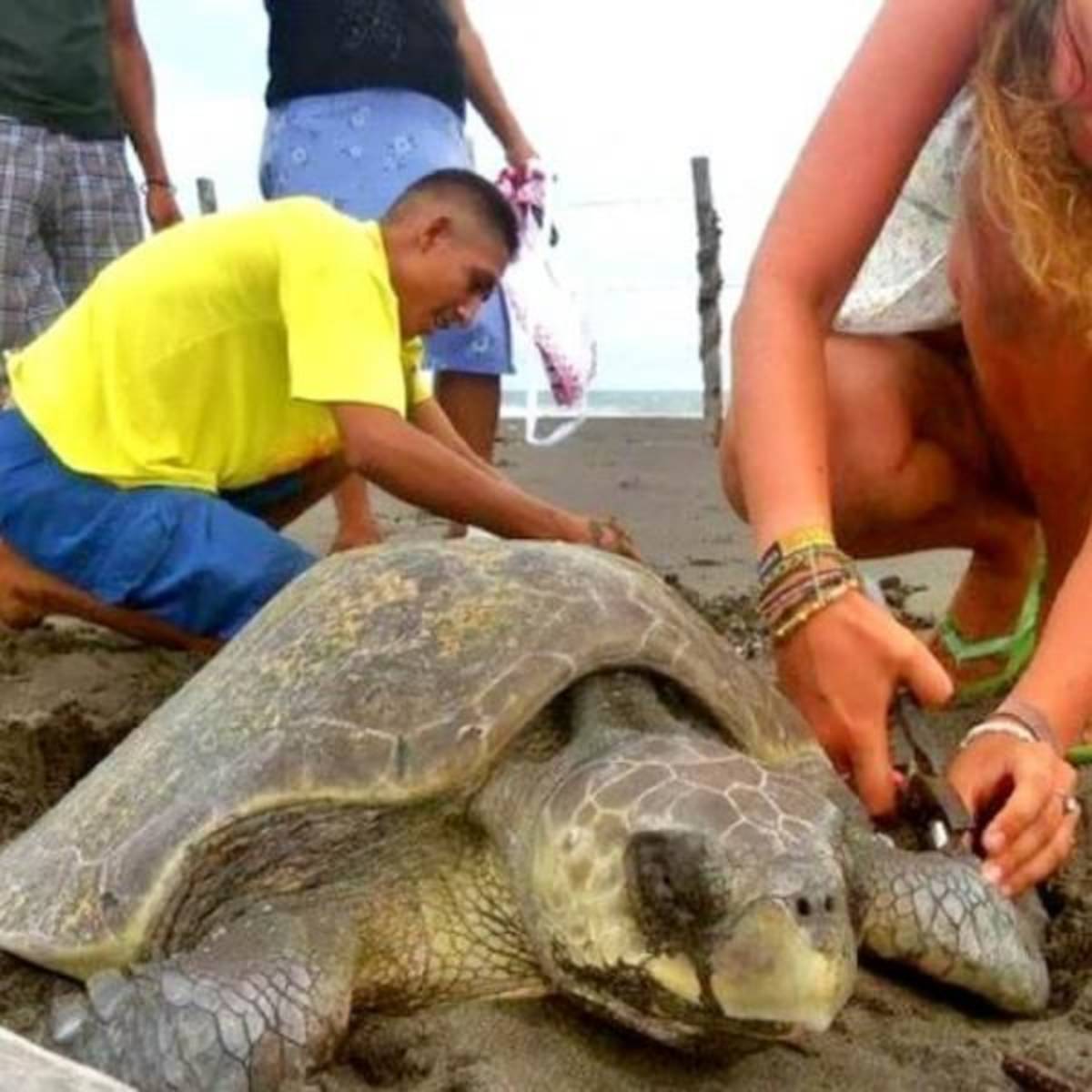 GoEco Mexico - Sea Turtle Conservation and Surfing 101.