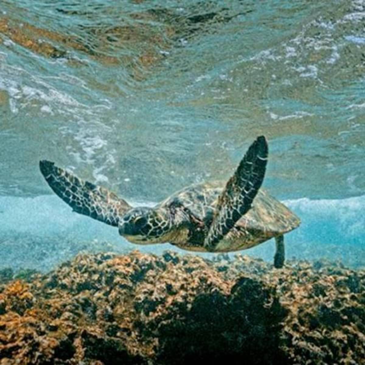GoEco Mexico - Sea Turtle Conservation and Surfing 101.