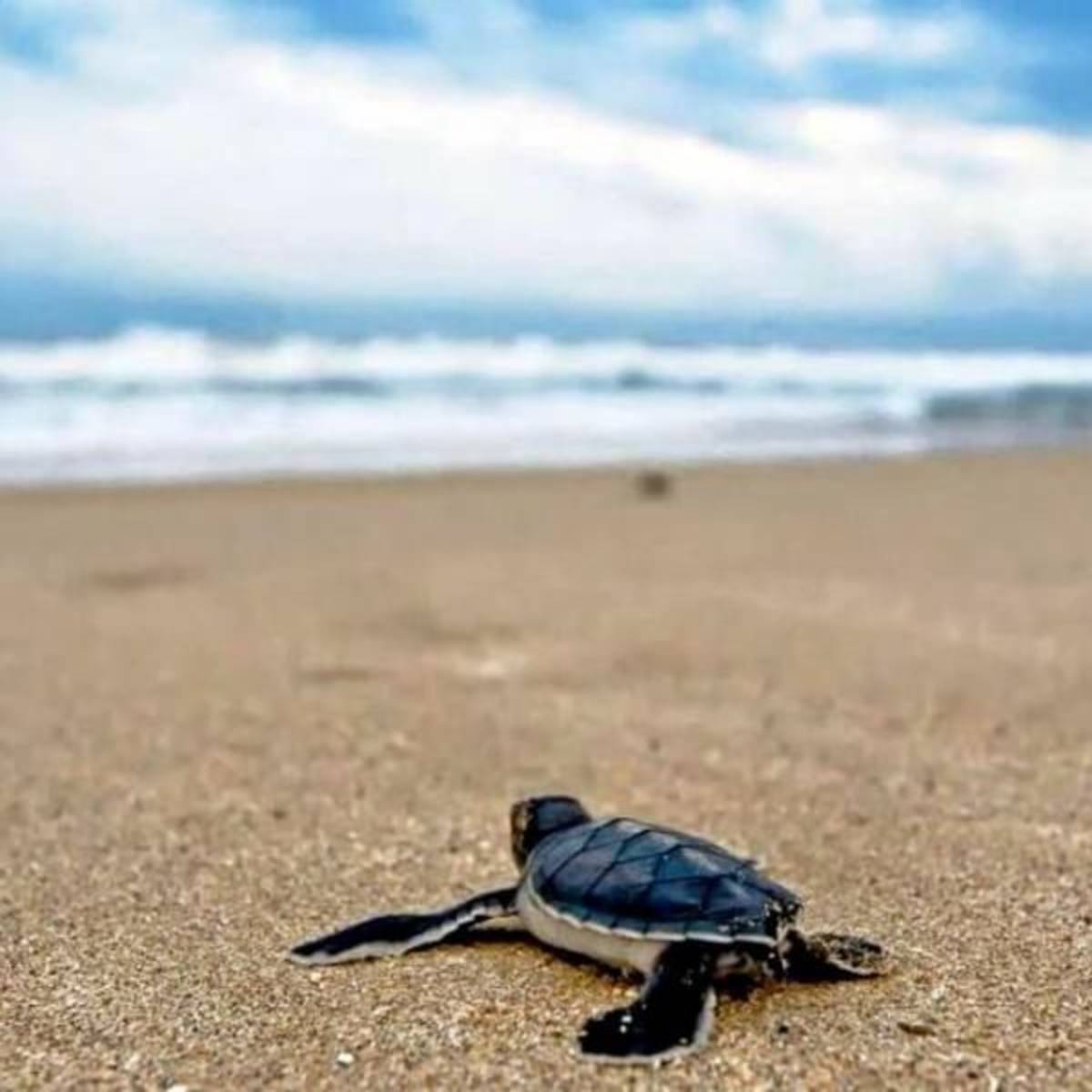 GoEco Mexico - Sea Turtle Conservation and Surfing 101.