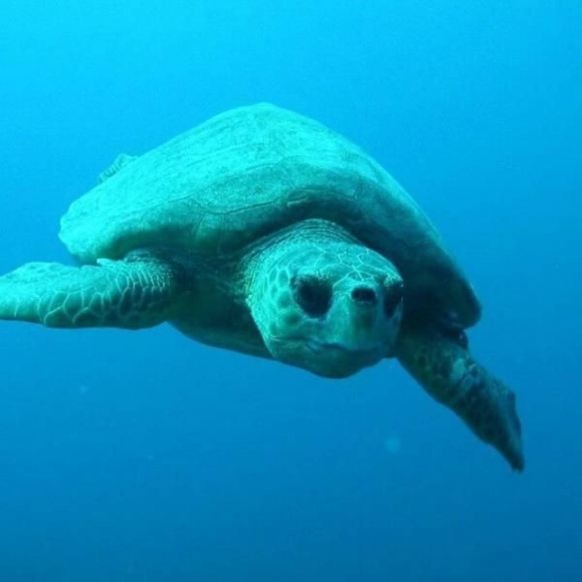 GoEco Mexico - Under 18 Marine Conservation Expedition